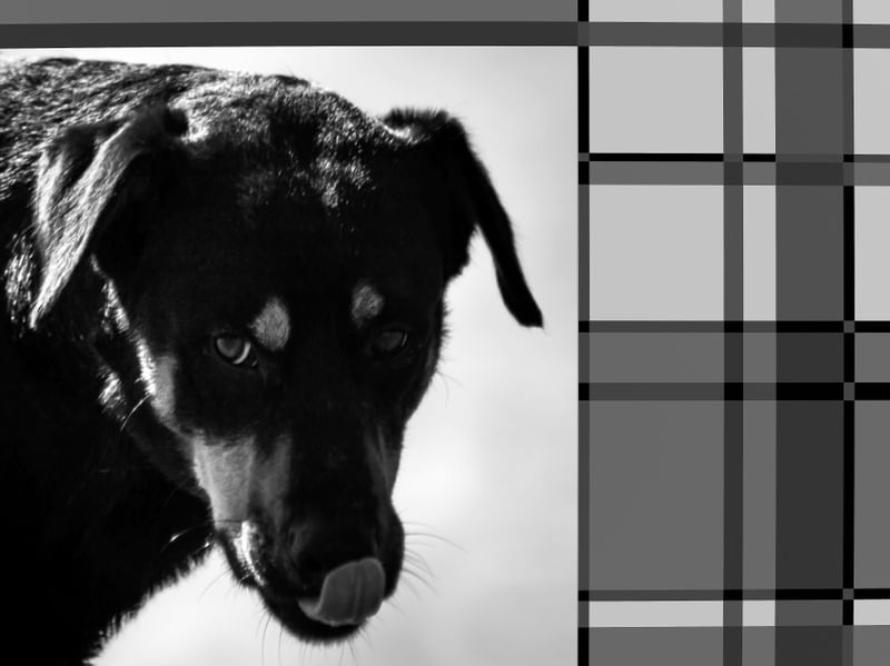 CÃES 57