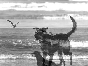 CÃES 61