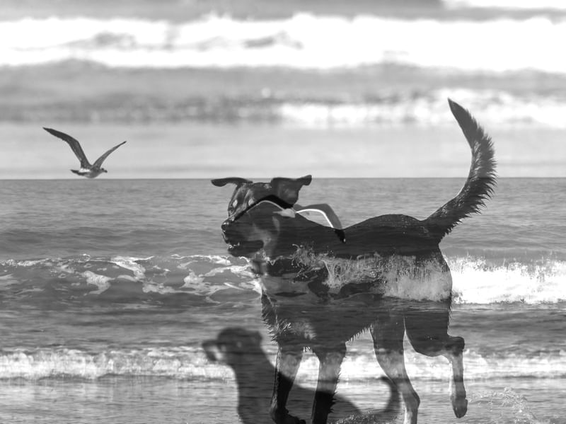 CÃES 61