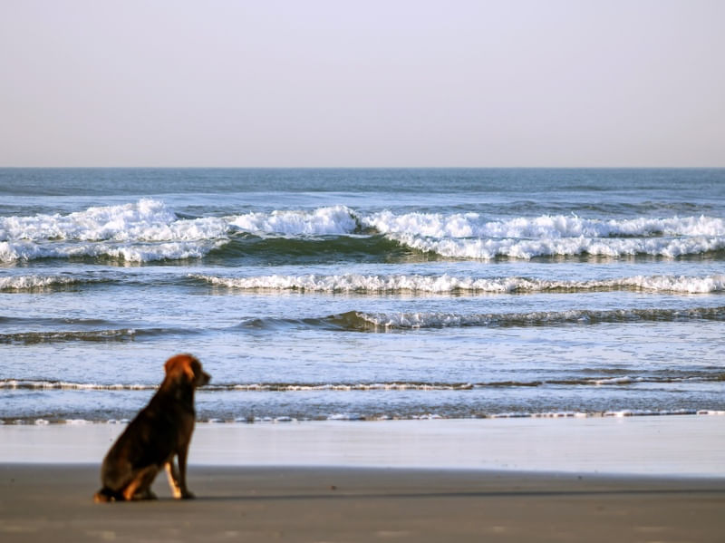 CÃES 17