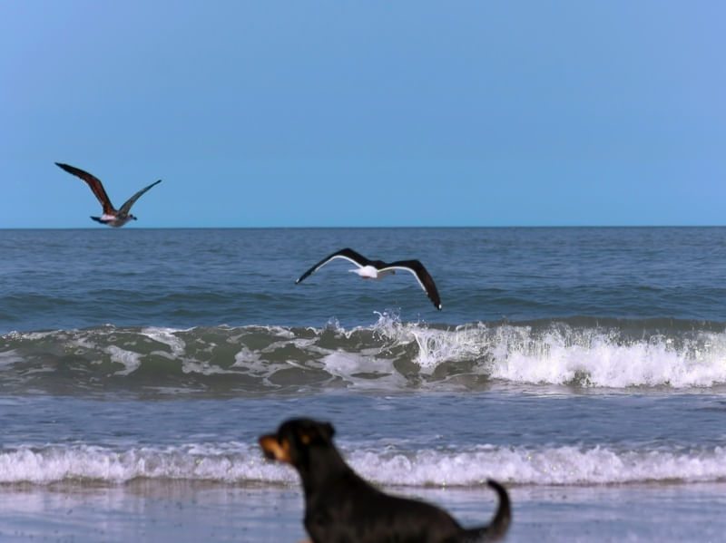 CÃES 05