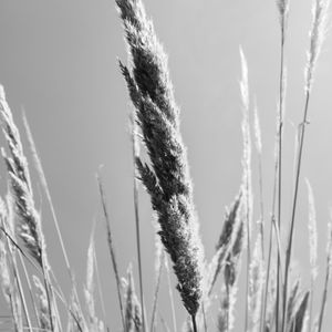 EM ALGUM LUGAR DO CAMPO 4