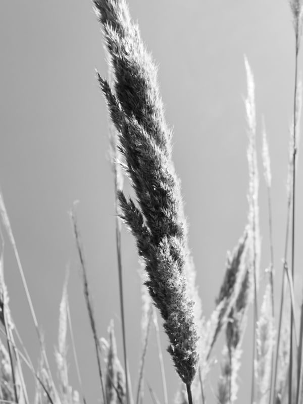 EM ALGUM LUGAR DO CAMPO 5