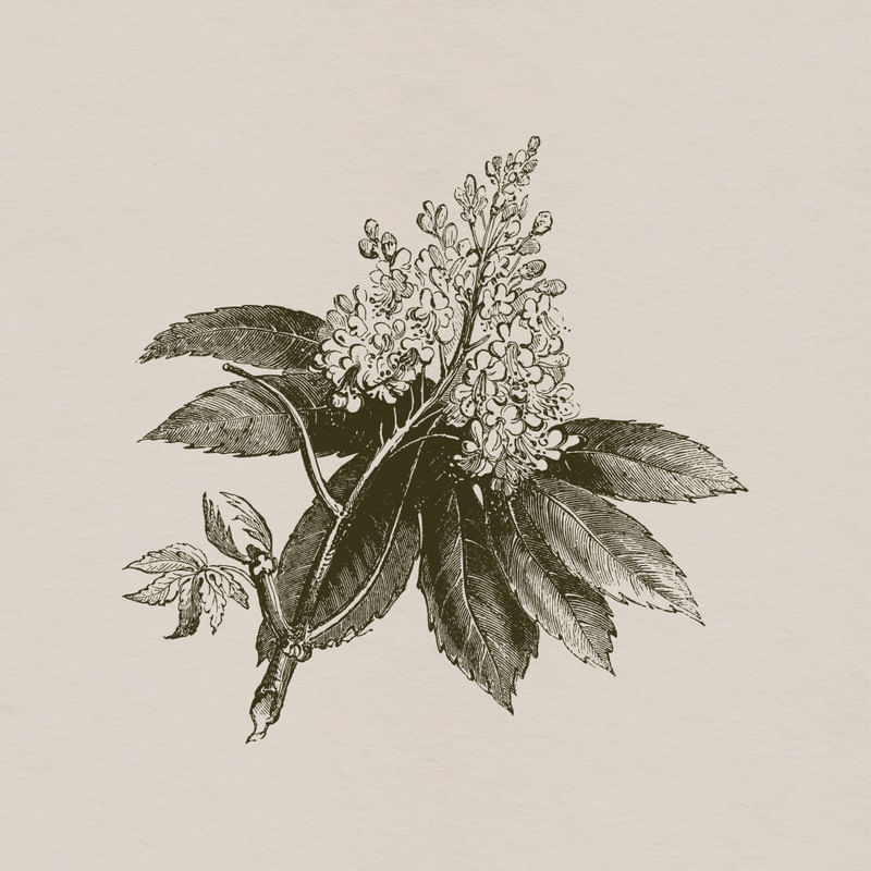 SUCURSALES III