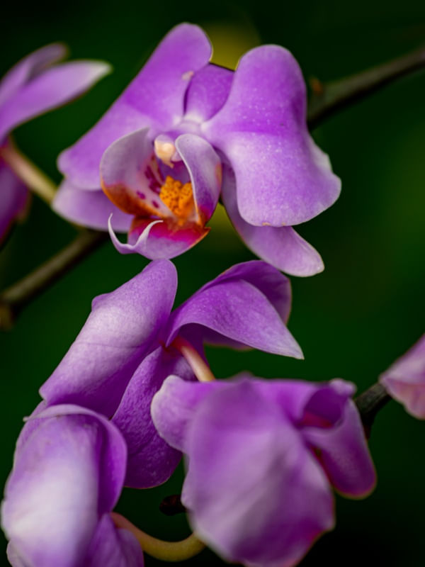 ORQUIDEAS 2