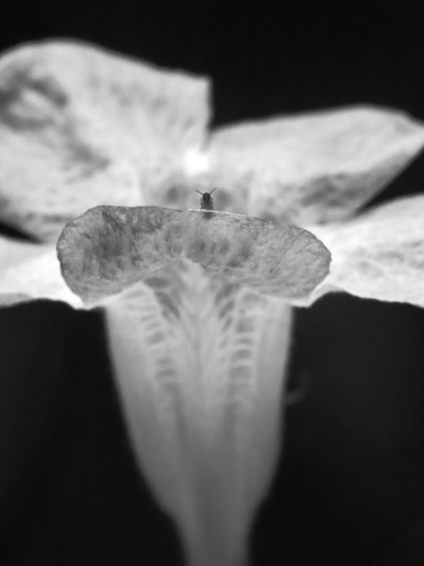 PEQUENINA NA FLOR
