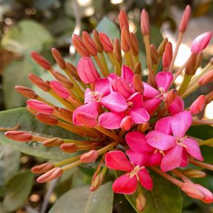 FLOREAR ROSA