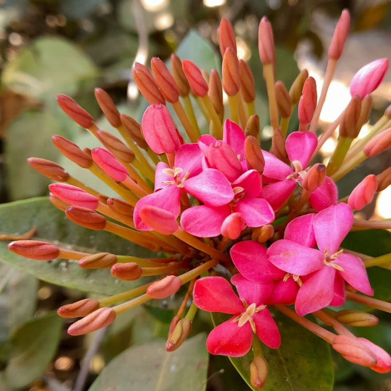 FLOREAR ROSA