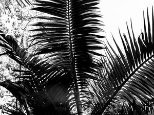 TROPICAL FEELINGS - DÍPTICO 2