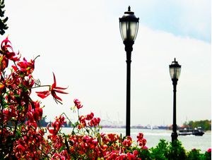 ROSES NY