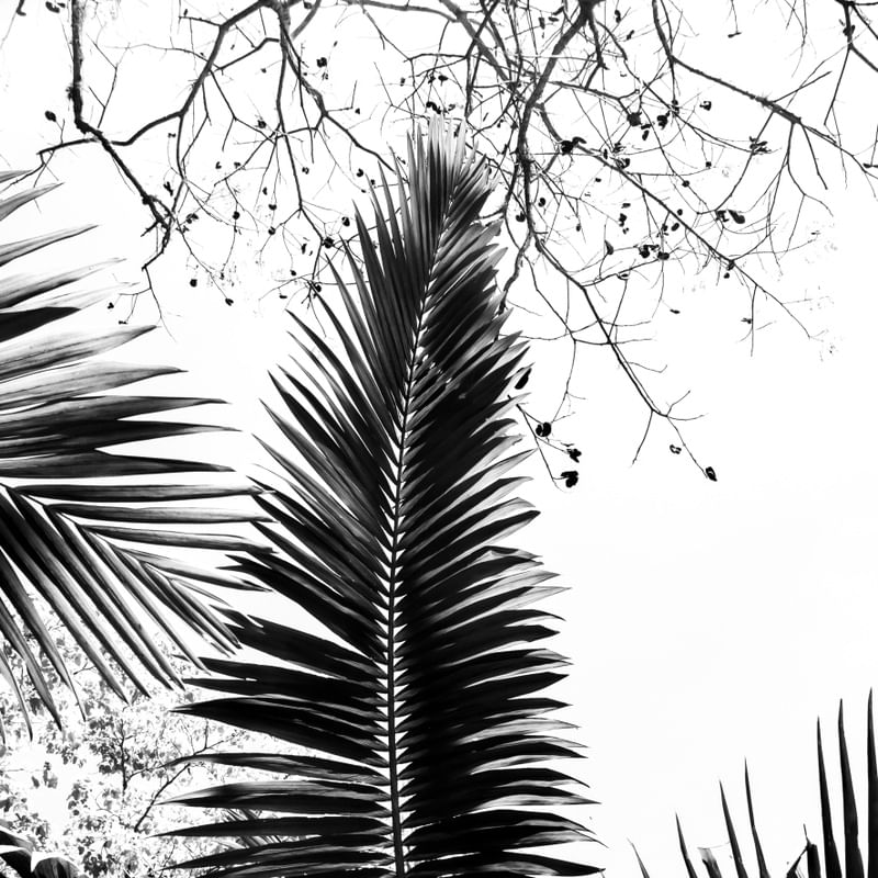 TROPICAL FEELINGS 4