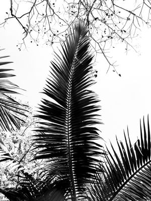 TROPICAL FEELINGS 5