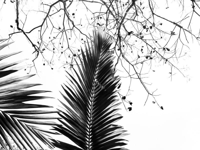 TROPICAL FEELINGS - DÍPTICO 1