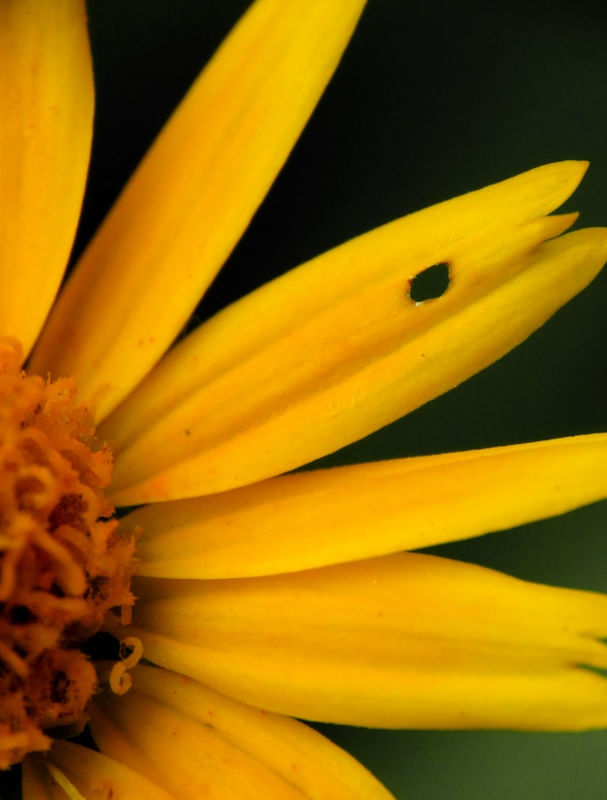 FLOR MACHUCADA