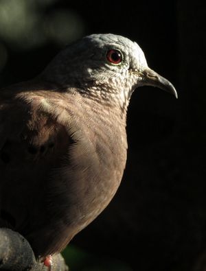 RETRATO DE PASSARINHO