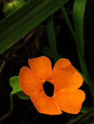 FLOR MISTERIOSA