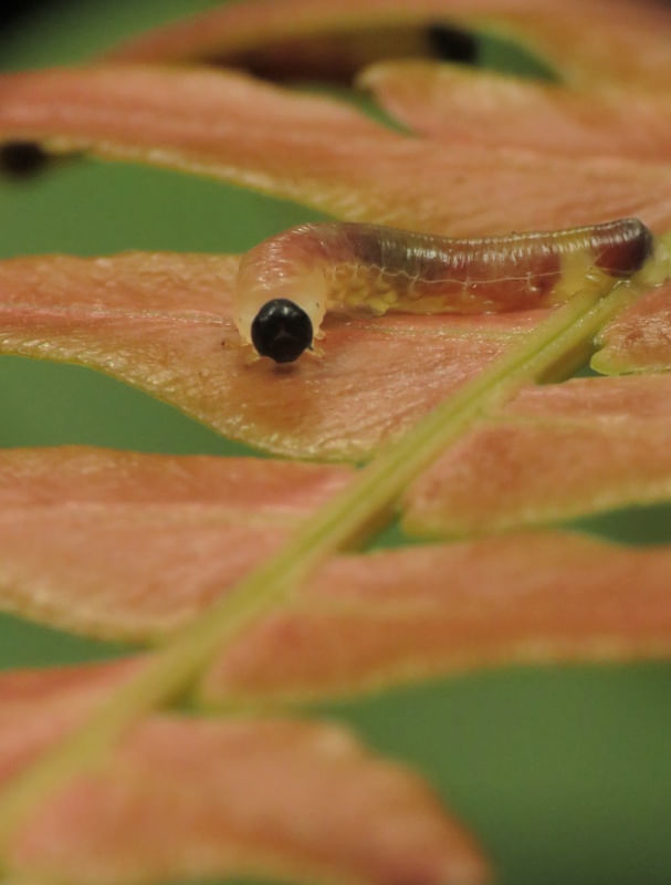 LAGARTA CAMUFLADA