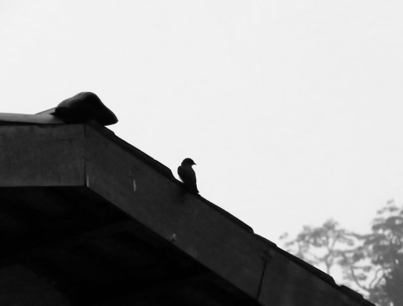MINIMALISMO DE AVE