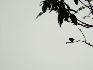 PASSARINHO MINIMALISTA