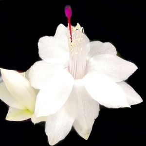 OLHAI AS FLORES DO CAMPO