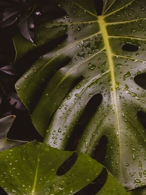 CHUVA MOLHADA