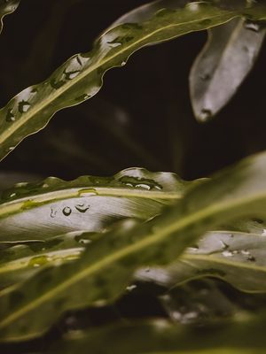 CHUVA MOLHADA 3