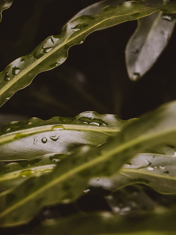 CHUVA MOLHADA 3