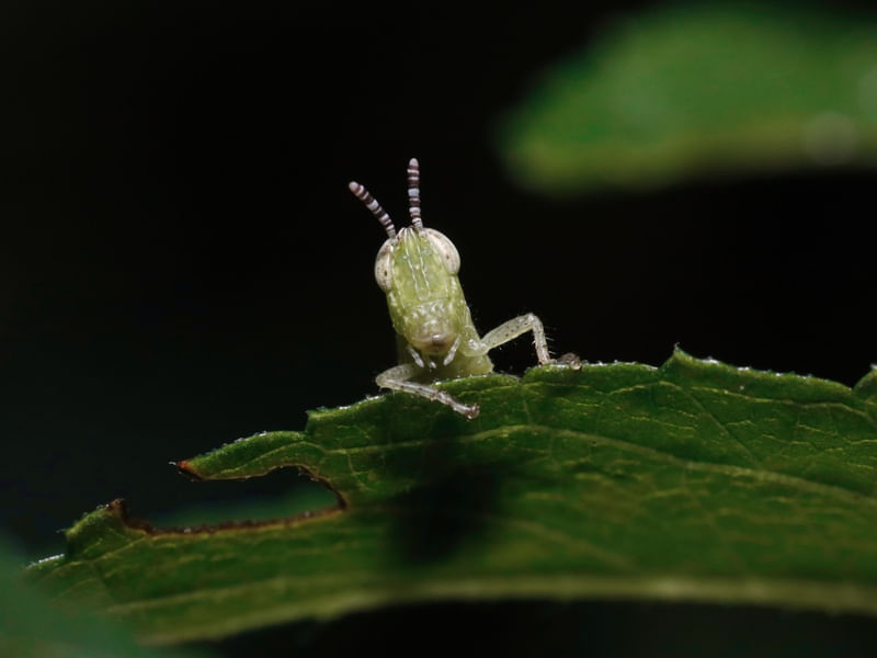GAFANHOTO