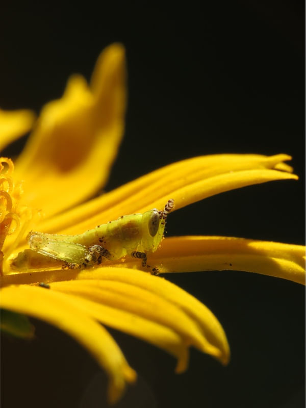 GAFANHOTO MACRO