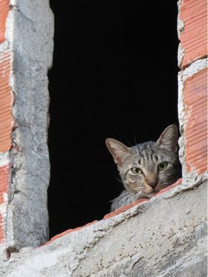 GATO DE OLHO