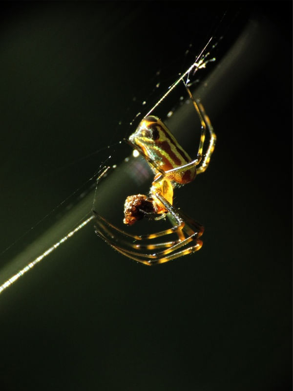 ARANHA E A ESCURIDÃO DA FLORESTA