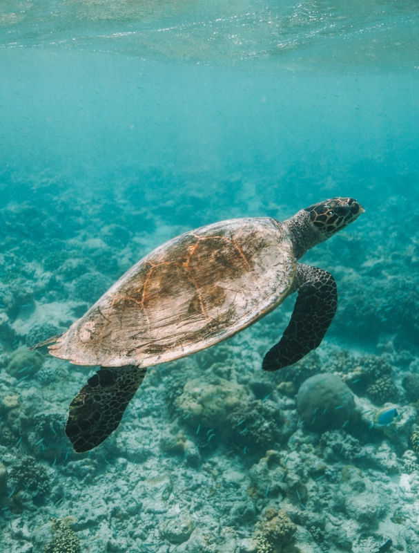 TURTLE PARADISE