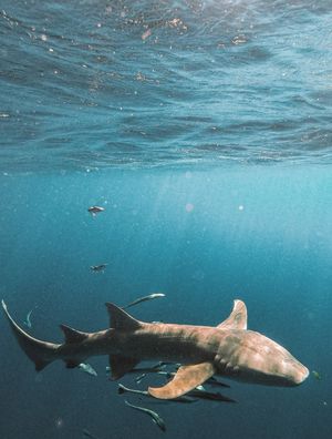 NURSE SHARK