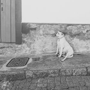 CÃO MINAS