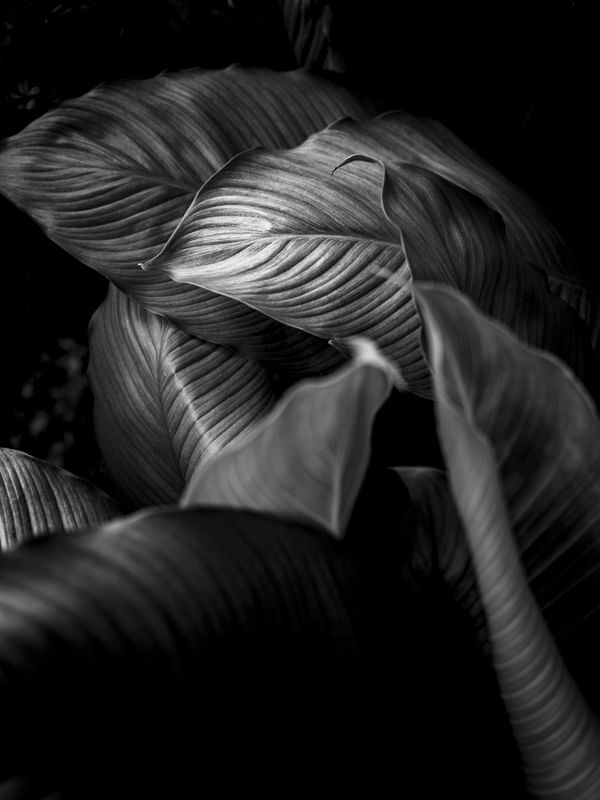 DEAD LEAVES FOR YOU
