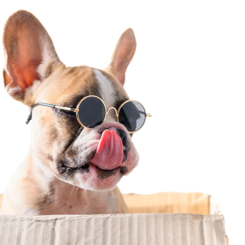 PUG ESTILOSO