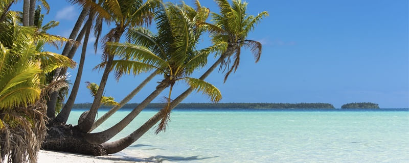 ILHA PARADISE