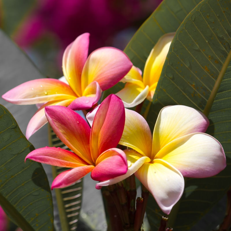 FLOR DE PLUMERIA