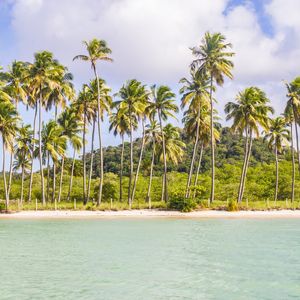 COQUEIROS NA PRAIA DOS CARNEIROS