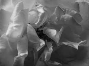 SAMPA BLACKWHITE 8