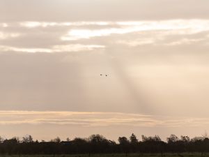 CISNES CONTRA CÉU ALARANJADO