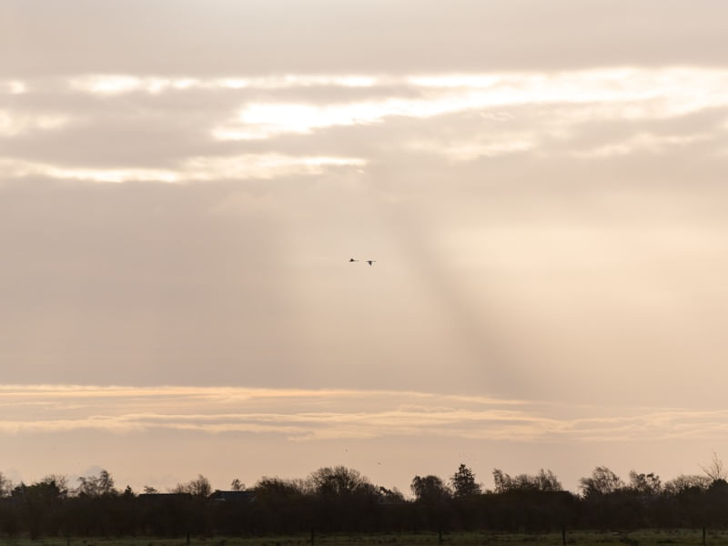 CISNES CONTRA CÉU ALARANJADO