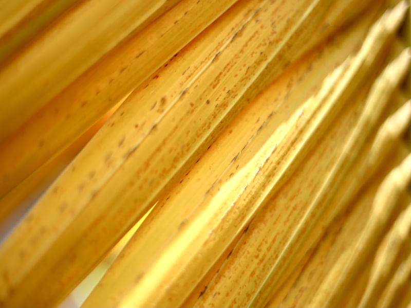 PALM LEAF OF BRAZIL 4
