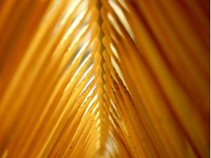 PALM LEAF OF BRAZIL 7