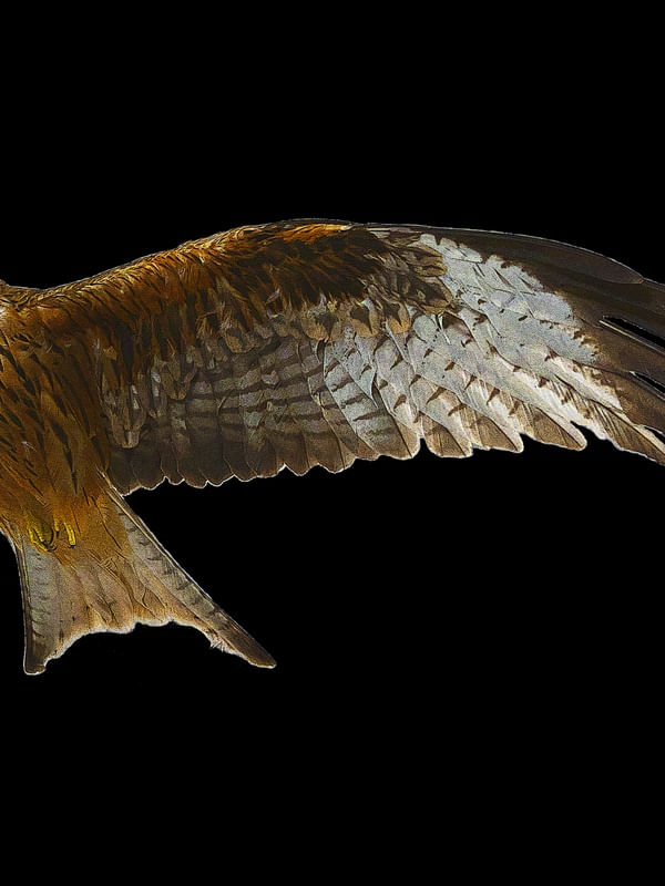 ÁGUIA B