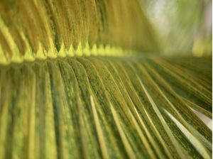 PALM LEAF OF BRAZIL 5