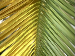 PALM LEAF OF BRAZIL 2