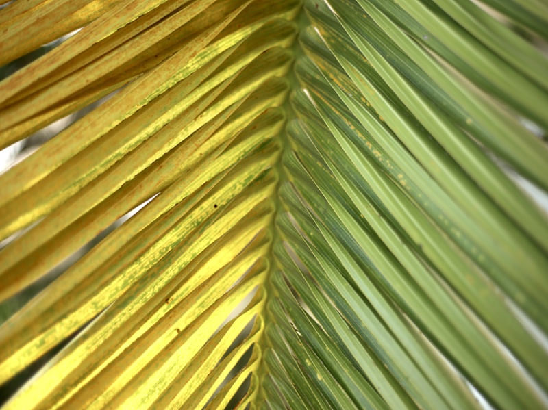 PALM LEAF OF BRAZIL 2
