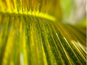 PALM LEAF OF BRAZIL 3