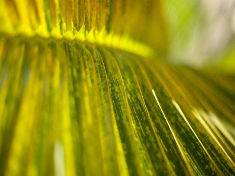 PALM LEAF OF BRAZIL 3